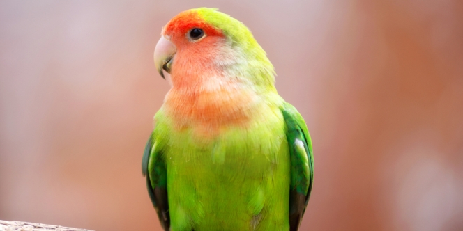 10 Jenis Lovebird dan Gambarnya, Jadi Mau Pelihara yang Mana?