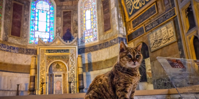 Gli, Satu-Satunya Kucing yang Menguasai Hagia Sophia Turki yang Kini Beralih Fungsi Jadi Masjid