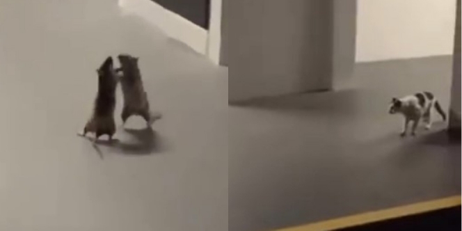 Viral Video Dua Tikus Berkelahi Diwasitin Kucing, Kocak Banget!