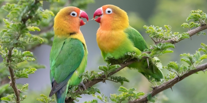 7 Cara Ternak Lovebird yang Benar Bagi Pemula, Agar Cepat Bertelur