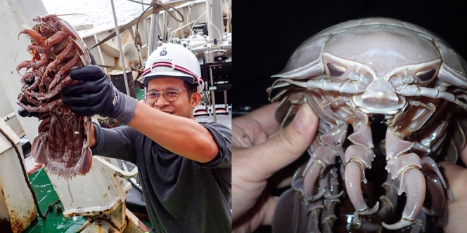 Ditemukan 'Kecoak' Raksasa di Laut Indonesia, Panjangnya sampai 50 Sentimeter loh!