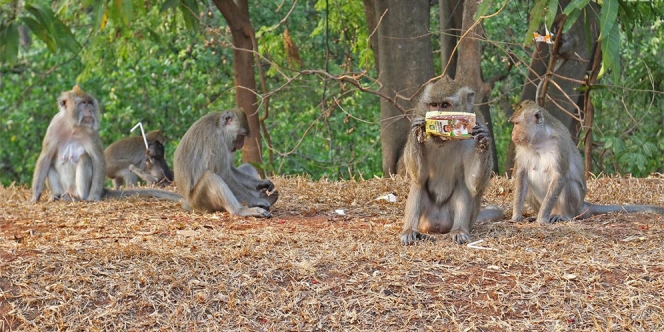 Kawanan Monyet Ini Tewaskan 1 Keluarga Saat Mereka Tidur di Luar Rumah