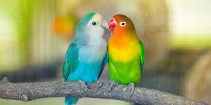 10 Jenis Lovebird Paling Mahal yang Jadi Idola, Rela Keruk Tabungan Demi Dapat Sepasang