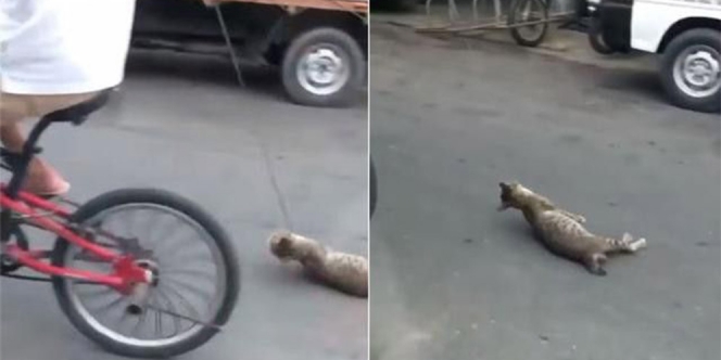 Kejam, Pria Ini Ikat Leher Kucing dan Menyeretnya dengan Sepeda