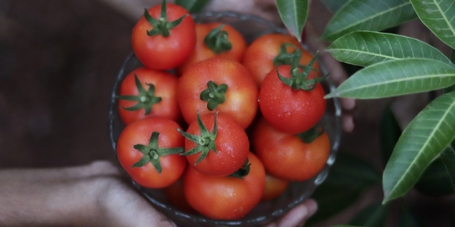 Cara Menanam Tomat di Pot atau Polybag yang Bisa Dicoba untuk Pemula, Agar Berbuah Banyak