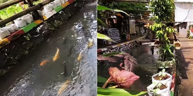 Viral, Kampung di Bogor Punya Sungai yang Ikannya Banyak Tak Kalah dengan Jepang