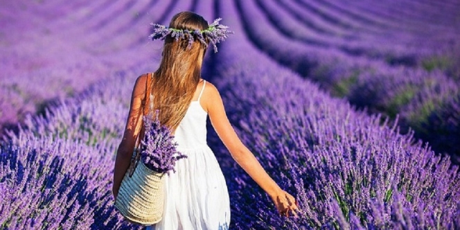 Cantiknya Potret Hamparan Taman Bunga Lavender di Desa Kuyucak Turki