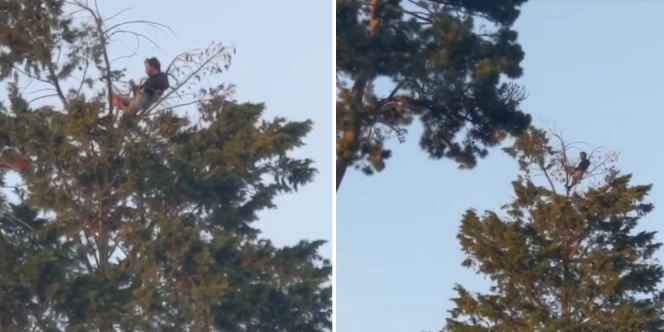 Nggak Ada Takut, Pria Ini Malah Santai Piknik Di Atas Pohon Setinggi 18 Meter!