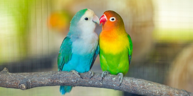 Cara Menjodohkan Lovebird Beda Warna dengan Cepat dan Mudah Bagi Pemula