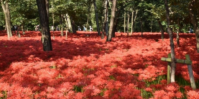 Indah Namun Mematikan, Pesona Taman Bunga Bak Lautan Merah yang Ada di Jepang