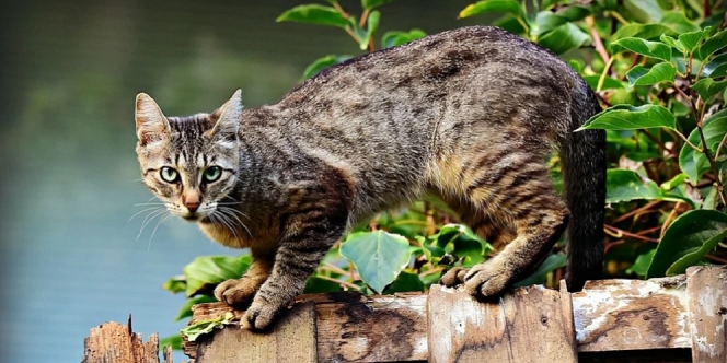 Sungguh Memilukan, Sebuah Busur Menancap di Mata Seekor Kucing yang Malang Ini
