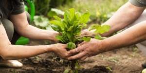 Kiat Berkebun dengan Memanfaatkan Lahan Seadanya di Rumah, Biar Gak Hanya Jadi Tren Sesaat!