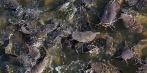 Cara Ternak Lele di Kolam Tembok yang Baik dan Benar Bagi Pemula, Agar Cepat Panen