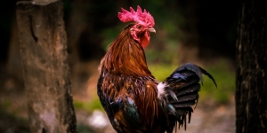 Ayam Jagonya Berkokok Kepagian, Kakek Ini Dilaporkan ke Polisi dan Harus Bayar Denda Rp2,9 Juta!