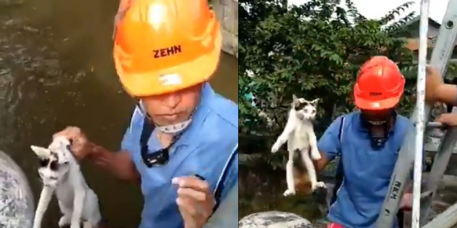 Viral Video Anggota Pemadam Kebakaran Selamatkan Kucing, Netizen Tersentuh