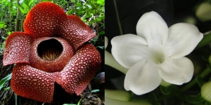 3 Jenis Bunga Ini Ternyata Jadi Bunga Nasional Indonesia loh