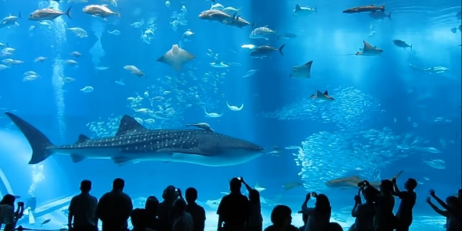 Menemukan Misteri Bawah Laut di Churaumi Aquarium Okinawa, Aquarium Terbesar di Dunia!