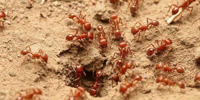 10 Cara Mengusir Semut Merah Agar Tidak Datang Lagi di Rumah, Dijamin Ampuh Moms!