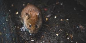 Cara Membasmi Tikus di Rumah dengan Bahan Alami, Dijamin Ampuh dan Praktis!