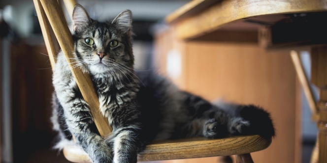 Cara Merawat Kucing Anggora yang Baik dan Mudah, Agar Tumbuh Besar dan Bulunya Makin Menawan