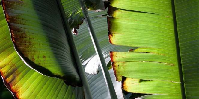 Di Indonesia Sangat Mudah Didapatkan, Harga 1 Lembar Daun Pisang di Jepang Hampir Capai Rp 300 Ribu