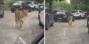 Ngeri Banget, Seekor Singa Berkeliaran dengan Santainya di Jalan yang Macet sama Mobil Ini