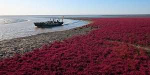 Uniknya Panjin Red Beach, Pantai Merah yang Hanya Muncul Saat Musim Gugur!