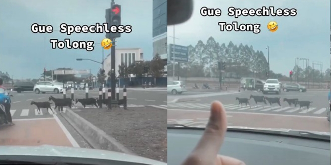 Gerombolan Kambing Ini Nyeberang Jalan Rapih Banget, Netizen: Gue Speechlees