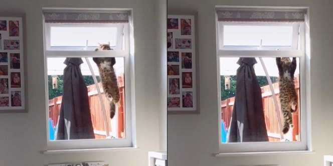 Video Kocak Seekor Kucing yang Berusaha Masuk Rumah Lewat Jendela
