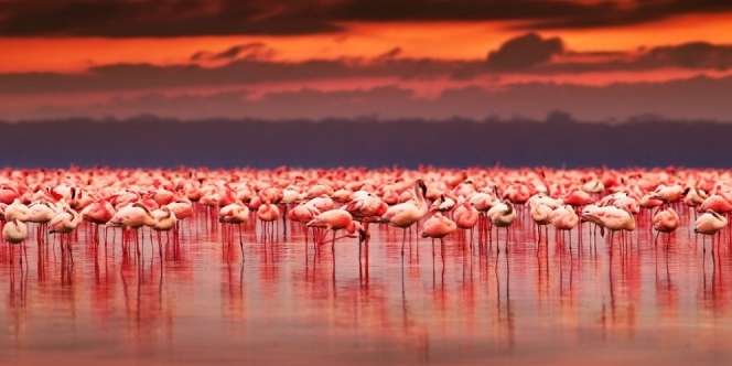 Danau Nakuru, Surganya Jutaan Burung Flamingo Cantik yang Sering Dijadikan View Wallpaper Keren!