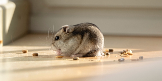 Cara Merawat Hamster dengan Baik dan Benar, Agar Tumbuh Sehat Serta Tidak Cepat Mati