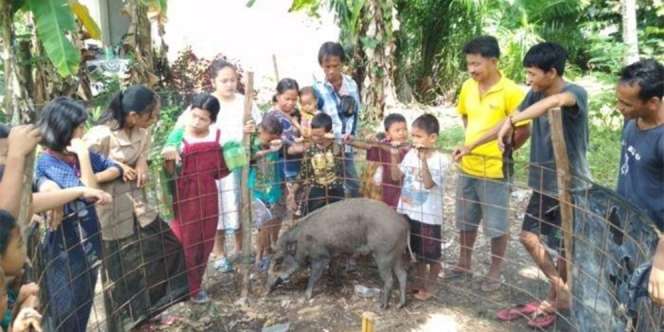 Diduga Jadi-Jadian, Babi Ini Nggak Mau Makan kalau Tidak dengan Nasi dan Susu