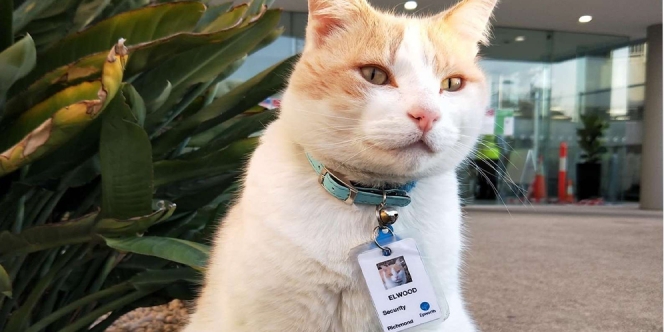 Sering Mondar-Mandir dan Menyapa Perawat, Kucing Ini Diangkat Menjadi Staf Keamanan RS