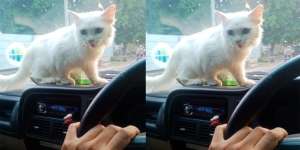 Takut Bakal Masuk Angin, Kucing Ini Diantar Pakai Ojol Mobil