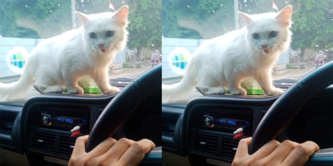 Takut Bakal Masuk Angin, Kucing Ini Diantar Pakai Ojol Mobil
