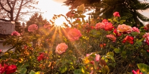 Cara Menanam Bunga Mawar yang Mudah Dipraktikkan Agar Cepat Berbunga