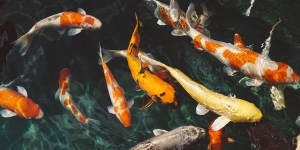 Punya Habitat Hidup di Air, Apakah Ikan Masih Butuh Minum?