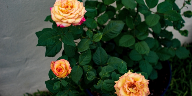 Cara Merawat Bunga Mawar Agar Cepat Berbunga dan Tidak Mudah Layu, Mudah Dipraktikkan