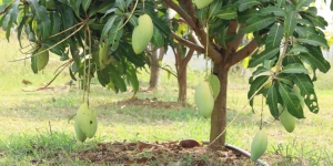 Cara Mencangkok Pohon Mangga yang Baik dan Benar Agar Bisa Panen dengan Optimal