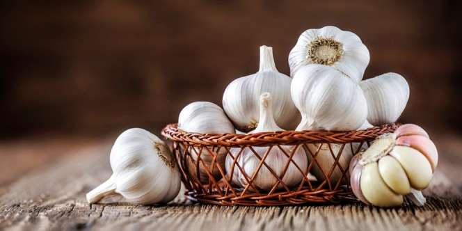 Cara Menanam Bawang Putih di Pekarangan Rumah dengan Mudah Hingga Sukses Panen