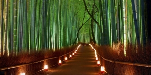 Yuk Temukan Ketenangan Batin di Hutan Bambu Arashiyama Jepang, Ada Suara Akustik Alam yang Khas!