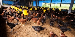 Cara Membuat Kandang Ayam Sederhana dari Bambu, Mudah Dipraktikkan bagi Pemula