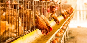 Cara Beternak Ayam Petelur Bagi Pemula, Bisnis Kecil namun Untung Puluhan Juta!