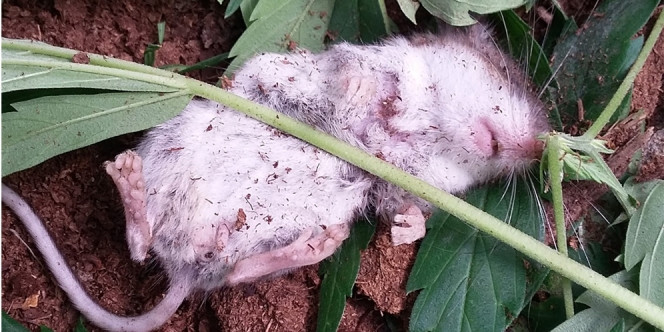 Teler Makan Ganja, Tikus Ini Jalani 6 Hari Rehabilitas