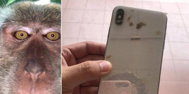 Curi Handphone Seseorang, Monyet Ini Ternyata Mau Selfie!