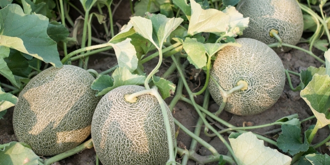 Cara Menanam Melon dari Biji di Halaman Rumah dengan Benar, Mudah Dipraktikkan Bagi Pemula