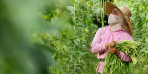 Cara Menanam Kacang Panjang di Polybag atau Hidroponik Agar Hasilnya Optimal, Cobain yuk!