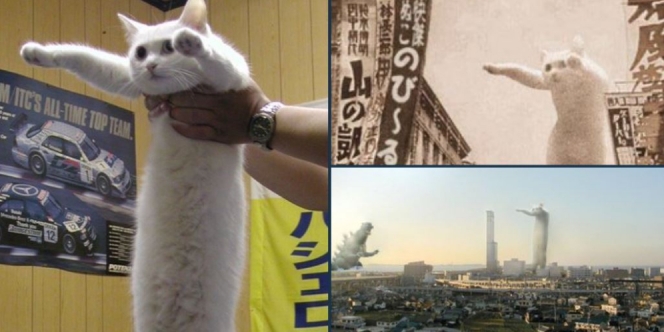 Cat Lovers Berduka, Nobiko sang Kucing di Balik Meme Longcat Meninggal Dunia