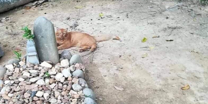 Merasa Kehilangan, Kucing Oren Ini sampai Rajin Kunjungi Makam Pemiliknya