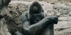Penjaga Kebun Binatang di Madrid Alami Serangan Brutal dari Seekor Gorila